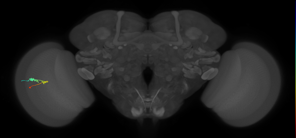 C3_L (MaleCNS:117378)