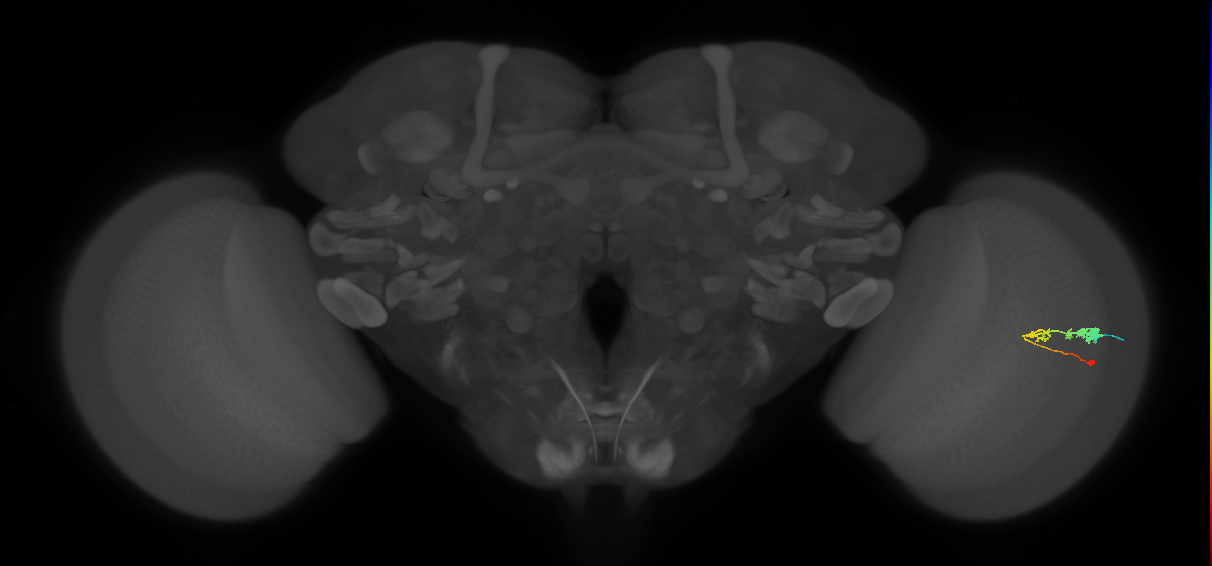 C3_R (MaleCNS:50106)