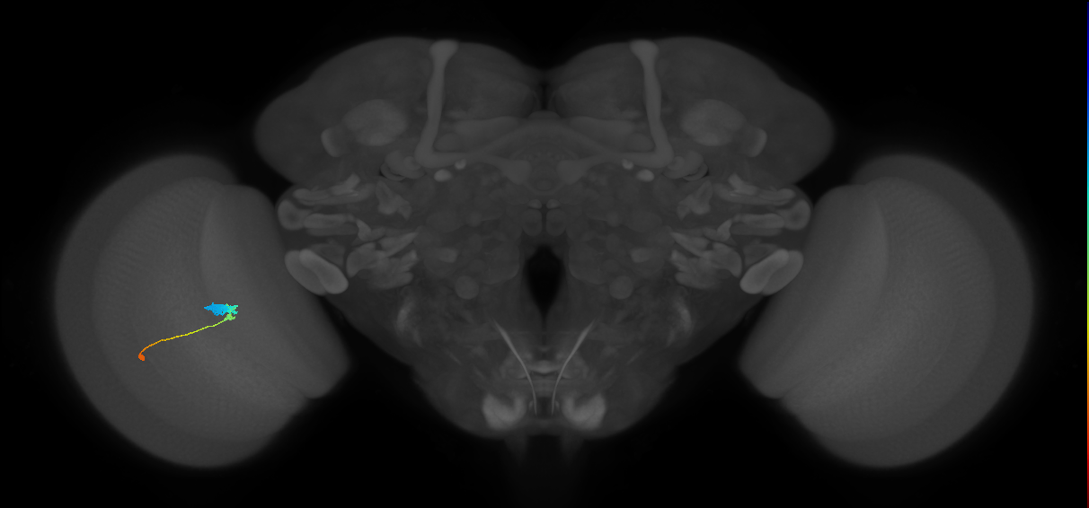 C3_L (MaleCNS:18252)