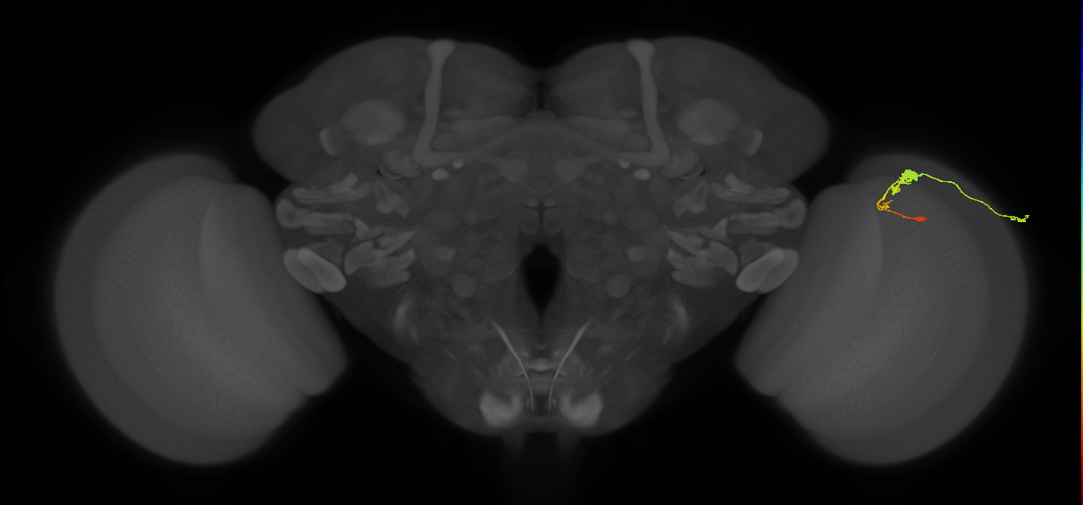 C3_R (MaleCNS:53423)