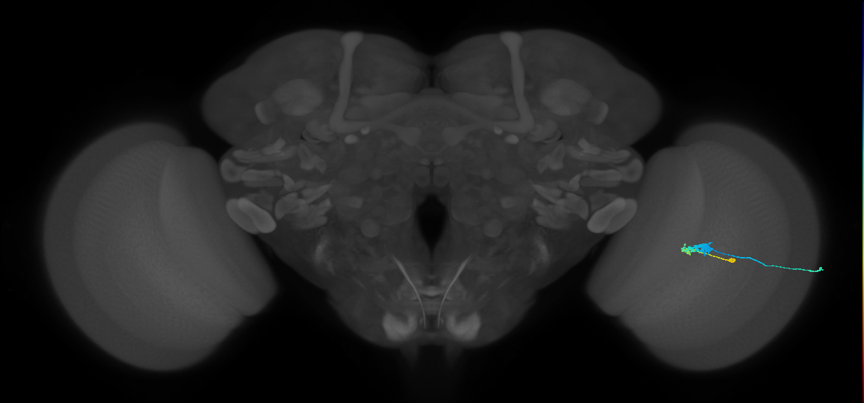 C3_R (MaleCNS:57615)