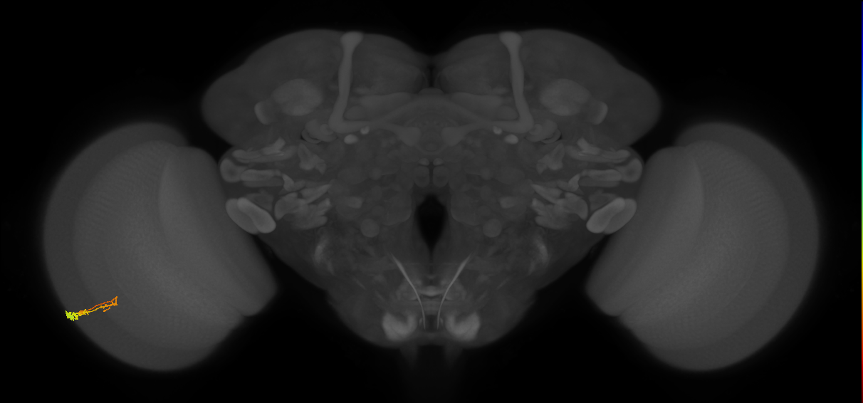 C3_L (MaleCNS:64039)