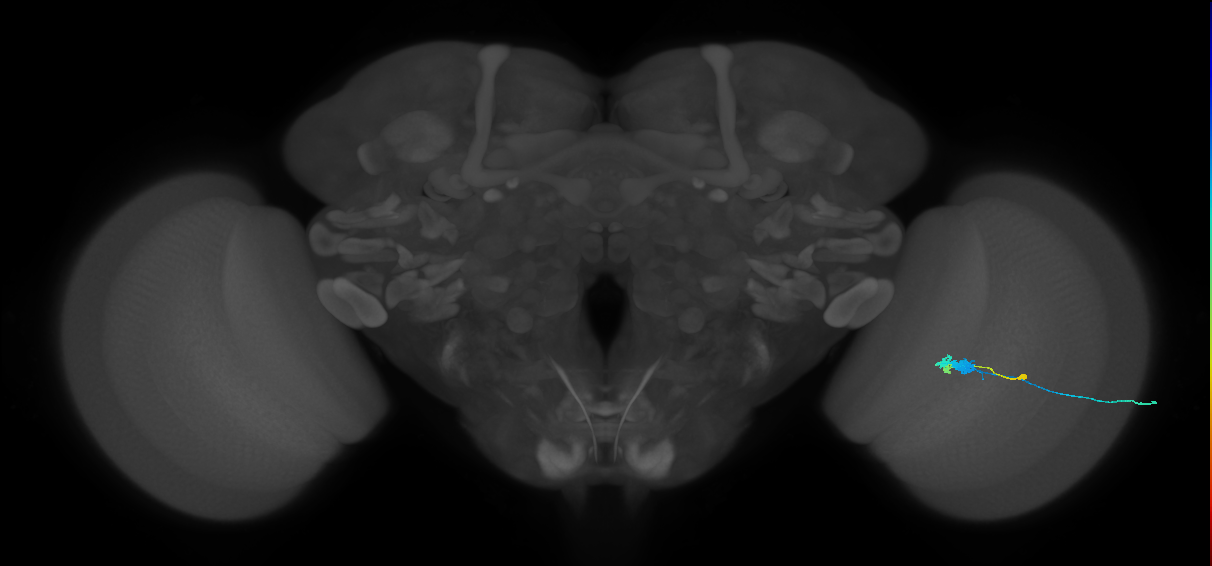 C3_R (MaleCNS:55014)