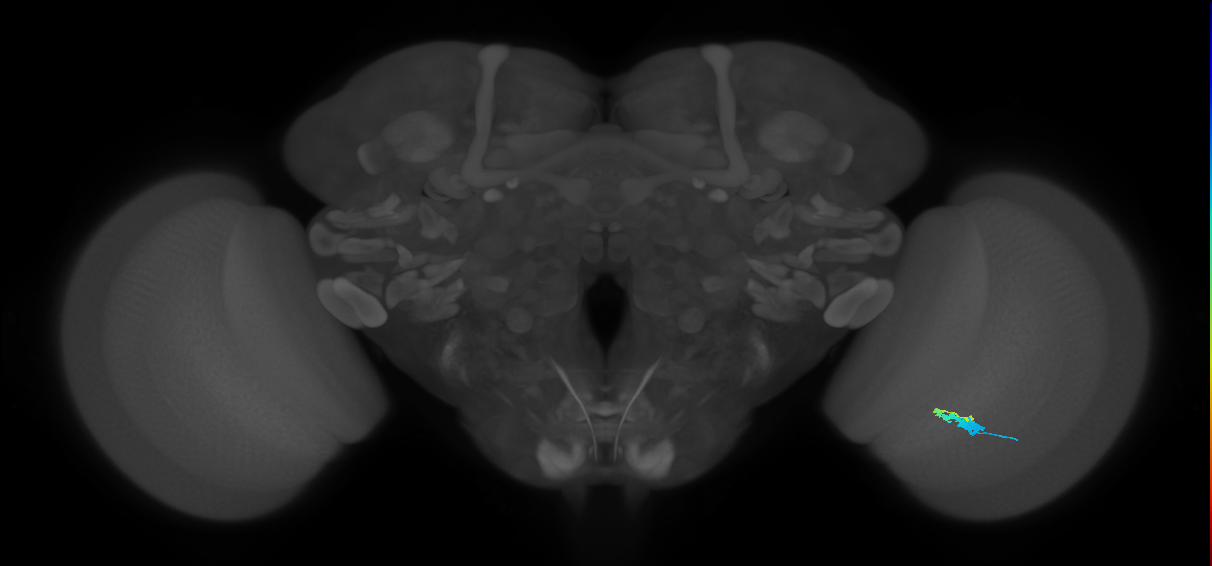 C3_R (MaleCNS:66777)