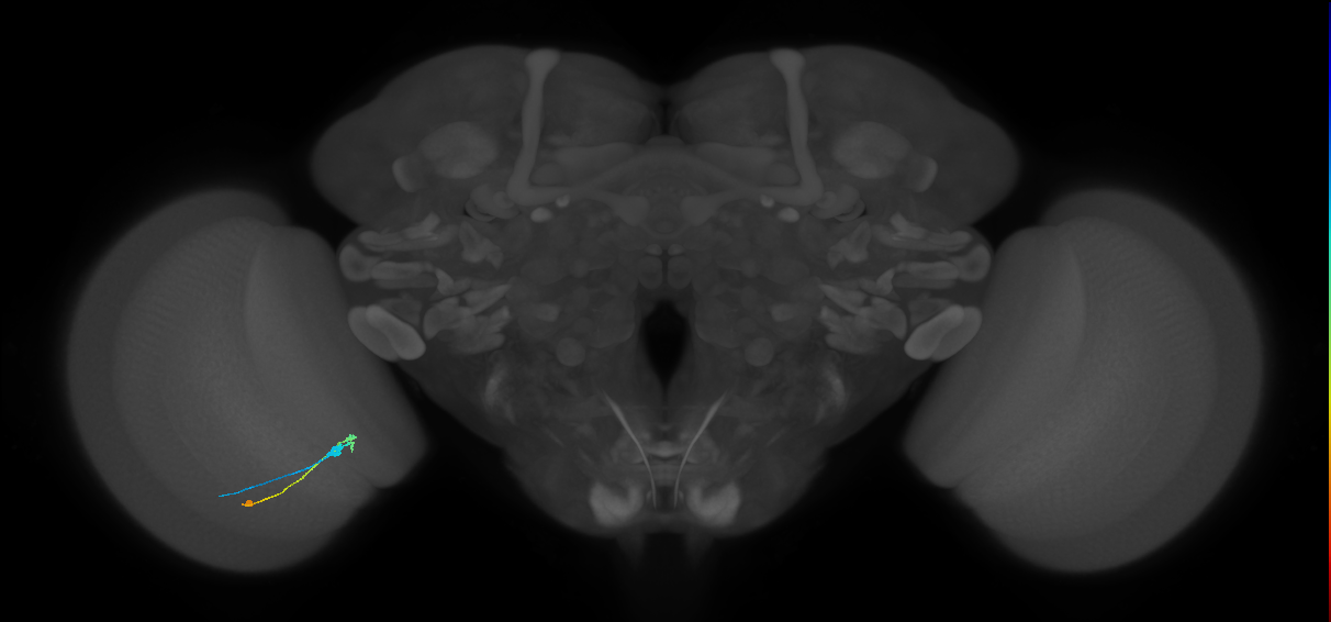 C3_L (MaleCNS:98826)