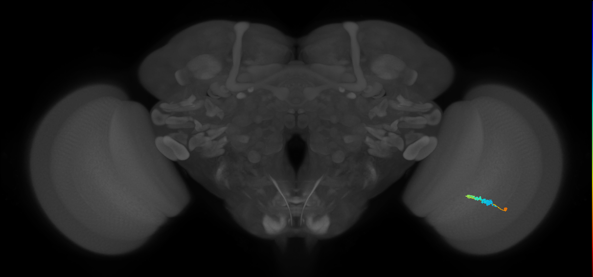 C3_R (MaleCNS:60060)
