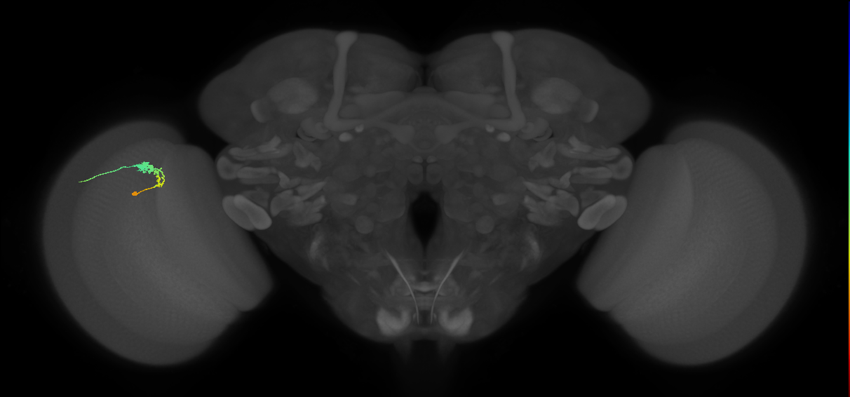 C3_L (MaleCNS:64857)