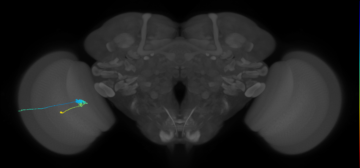 C3_L (MaleCNS:56295)