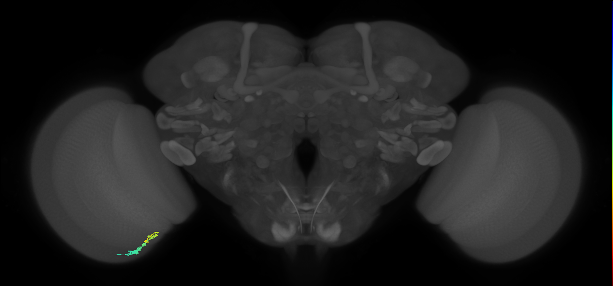 C3_L (MaleCNS:80559)