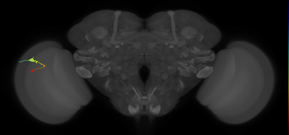 C3_L (MaleCNS:61165)