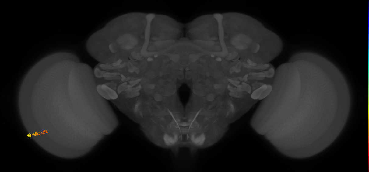 C3_L (MaleCNS:131608)