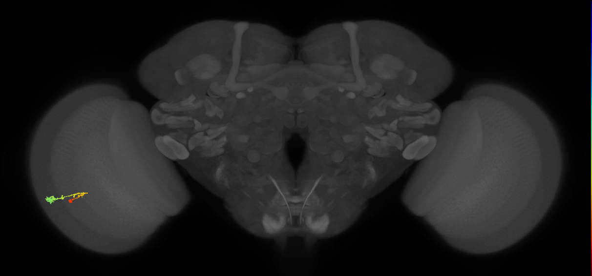 C3_L (MaleCNS:21617)