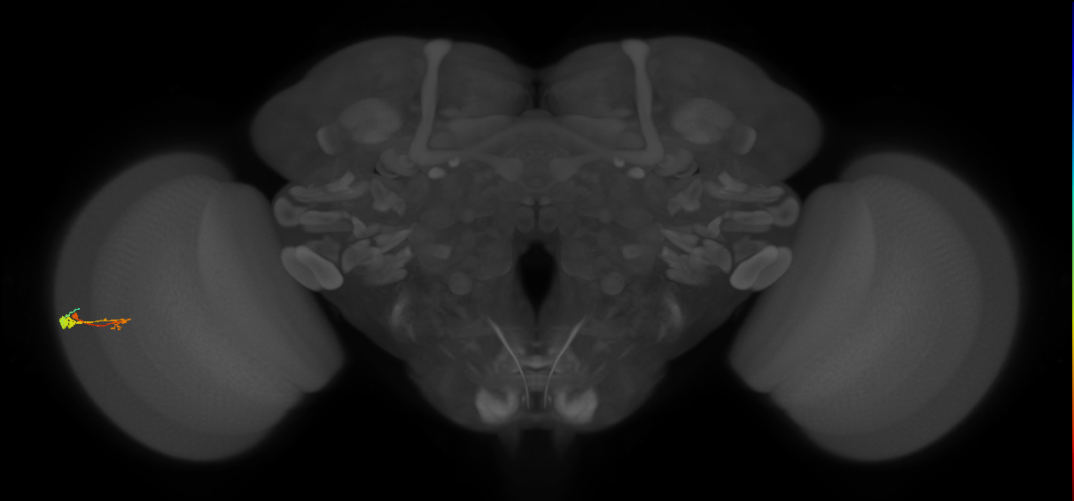 C3_L (MaleCNS:149558)