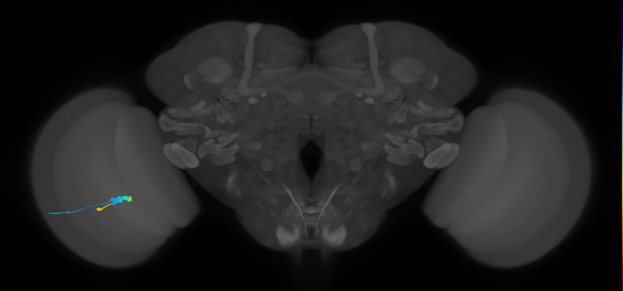 C3_L (MaleCNS:60452)
