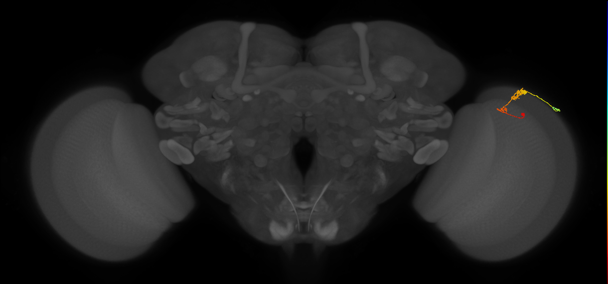 C3_R (MaleCNS:58018)