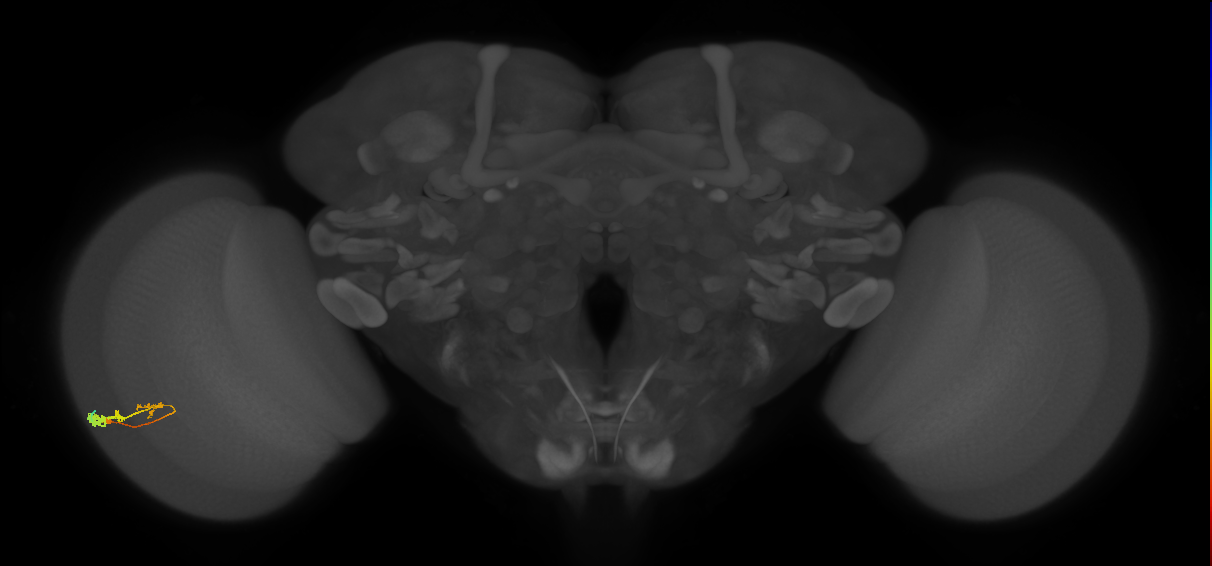 C3_L (MaleCNS:54311)