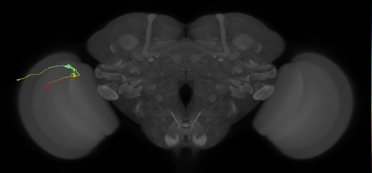 C3_L (MaleCNS:62881)