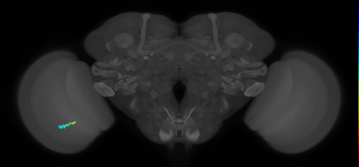 C3_L (MaleCNS:69162)