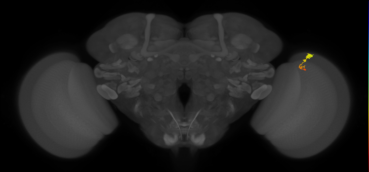 C3_R (MaleCNS:63744)