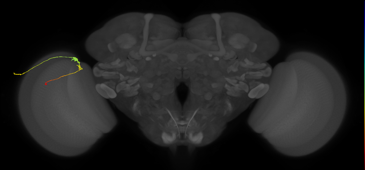 C3_L (MaleCNS:142229)
