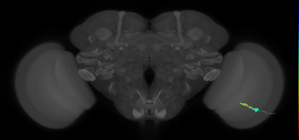 C3_R (MaleCNS:54981)