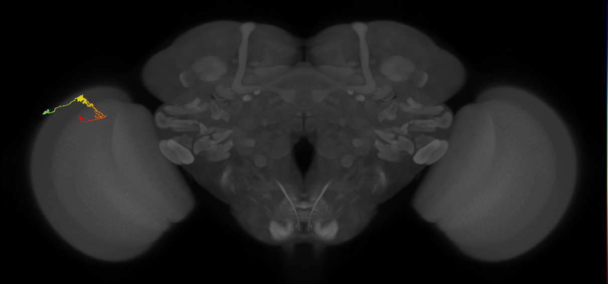 C3_L (MaleCNS:57157)