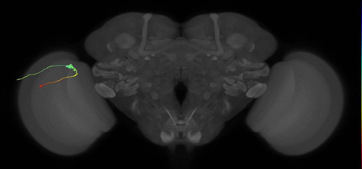 C3_L (MaleCNS:57225)