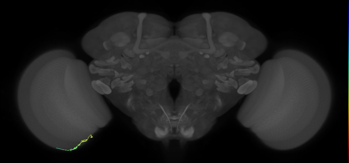 C3_L (MaleCNS:110192)