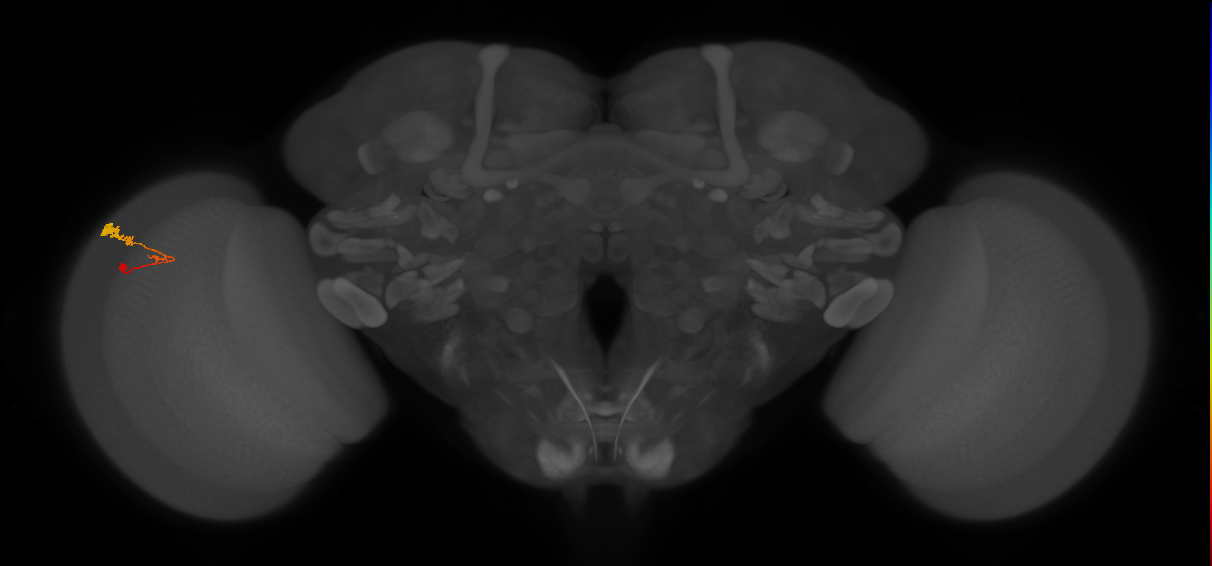 C3_L (MaleCNS:72349)