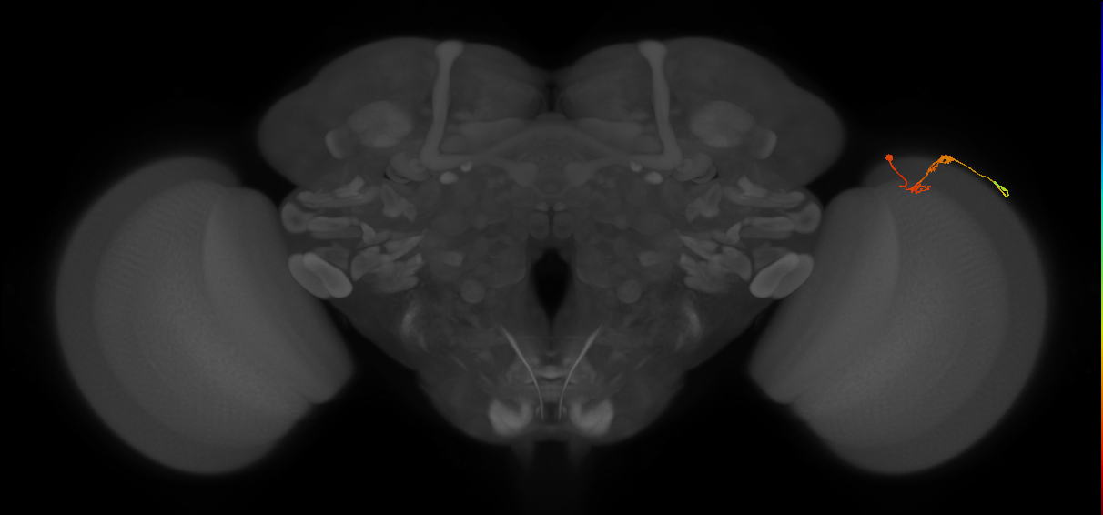 C3_R (MaleCNS:82560)