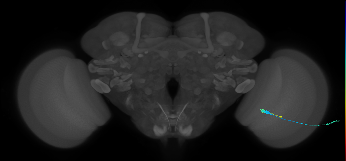 C3_R (MaleCNS:67306)