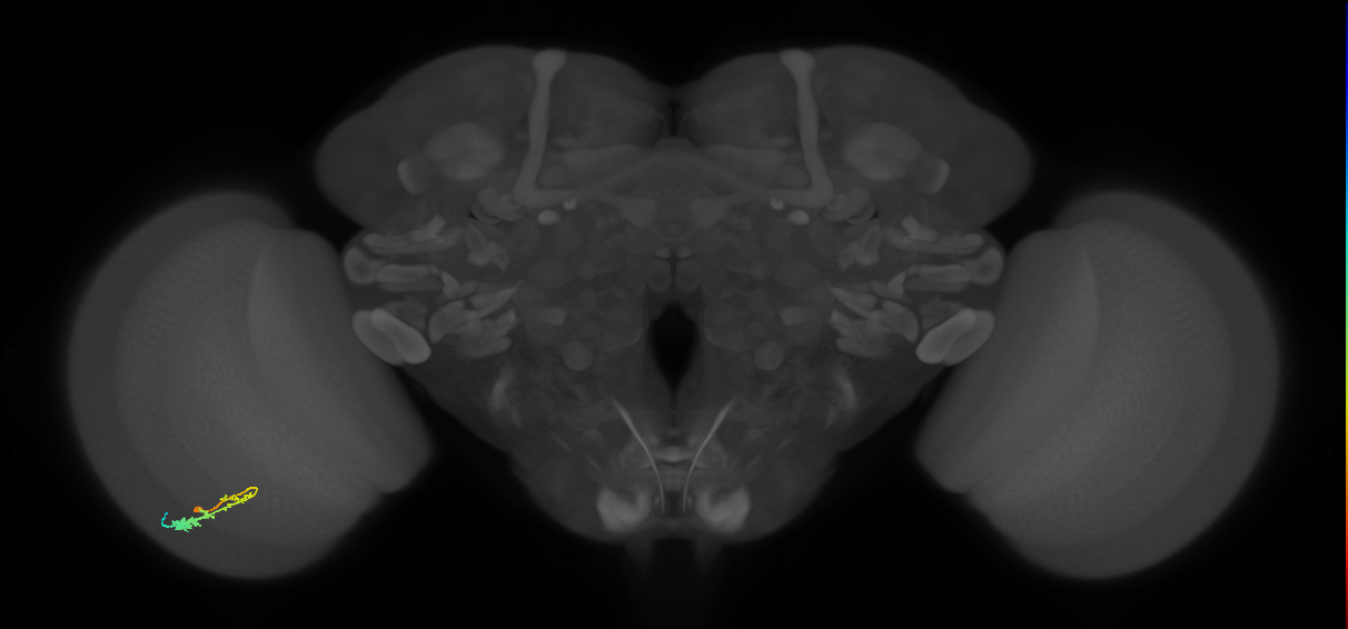 C3_L (MaleCNS:58906)