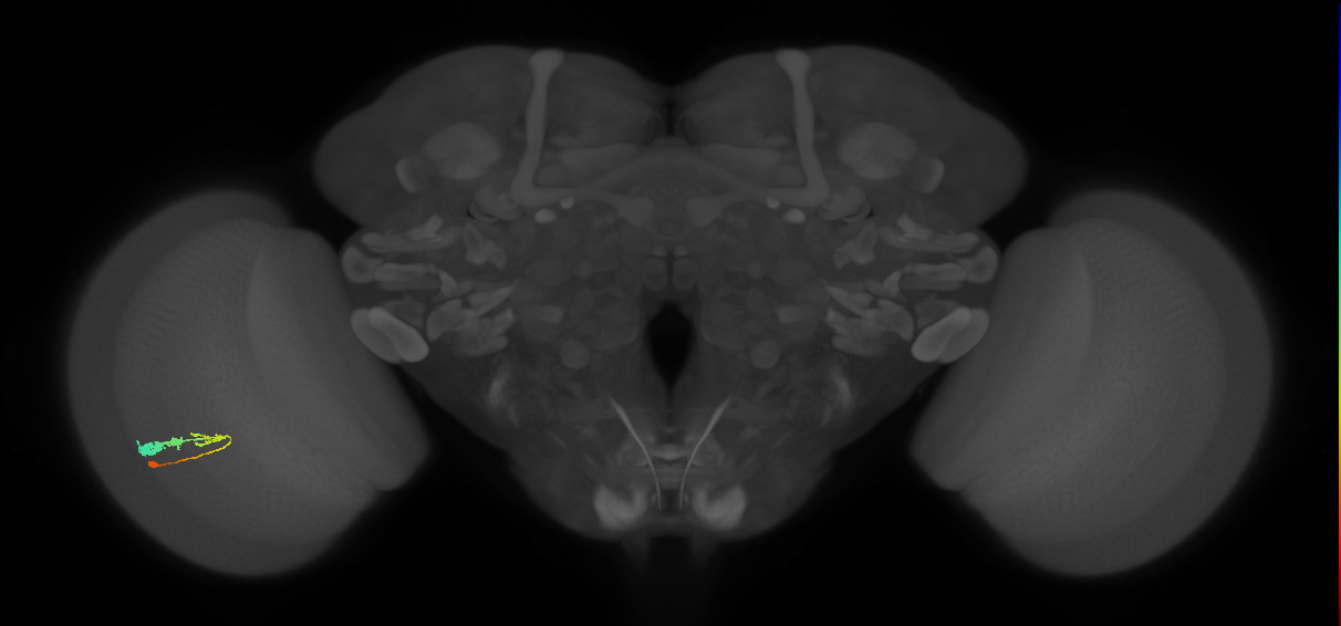 C3_L (MaleCNS:544337)