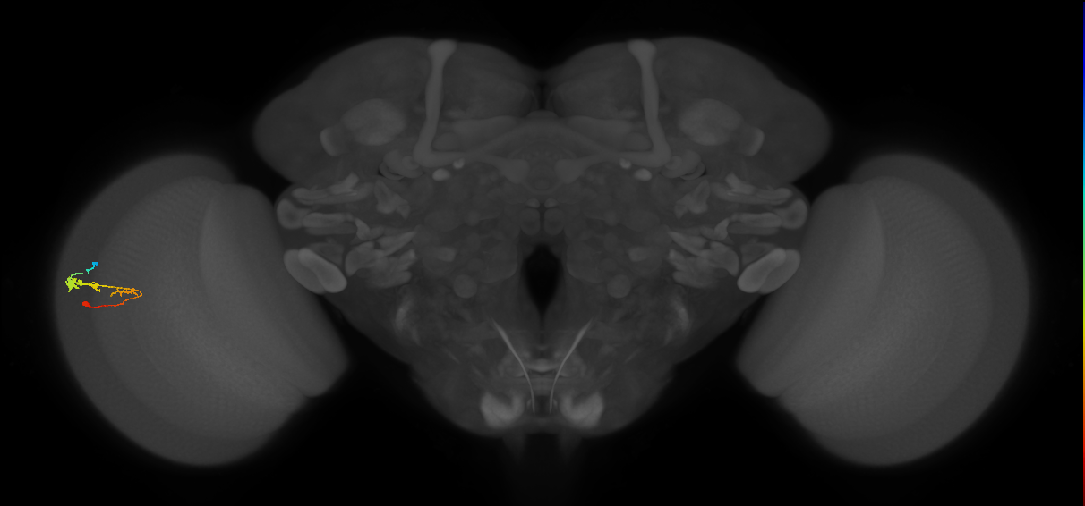 C3_L (MaleCNS:66178)