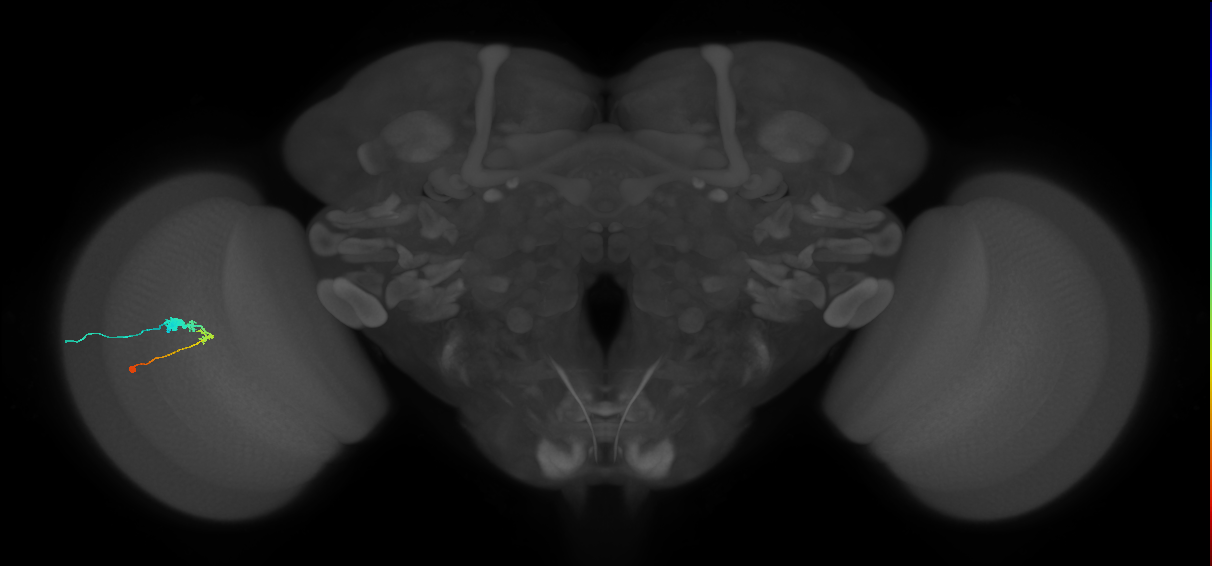C3_L (MaleCNS:58470)