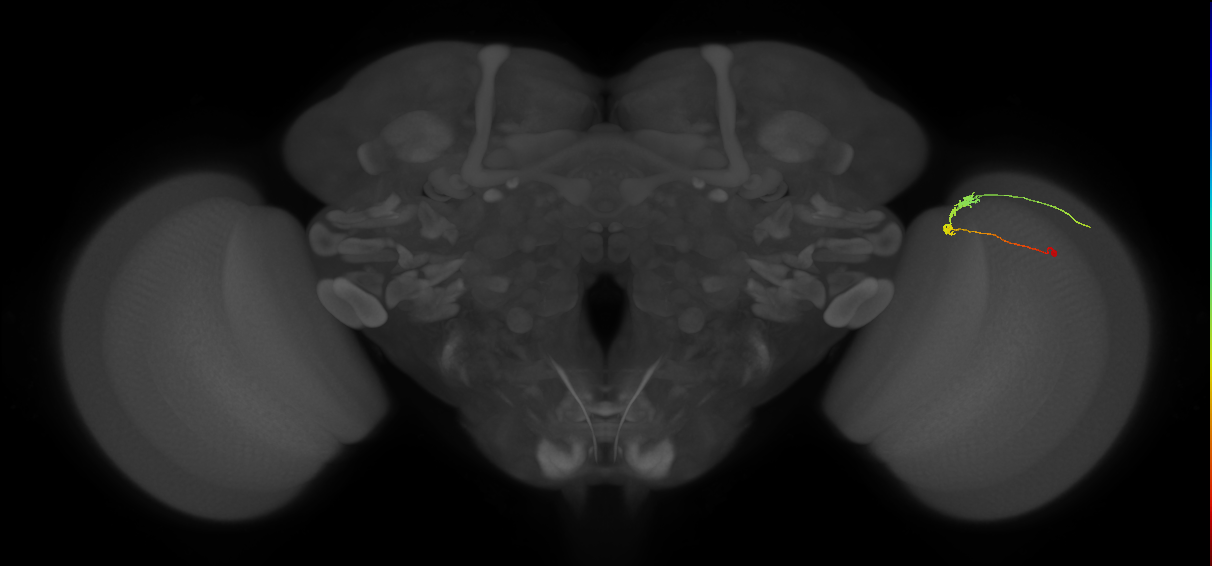 C3_R (MaleCNS:82250)