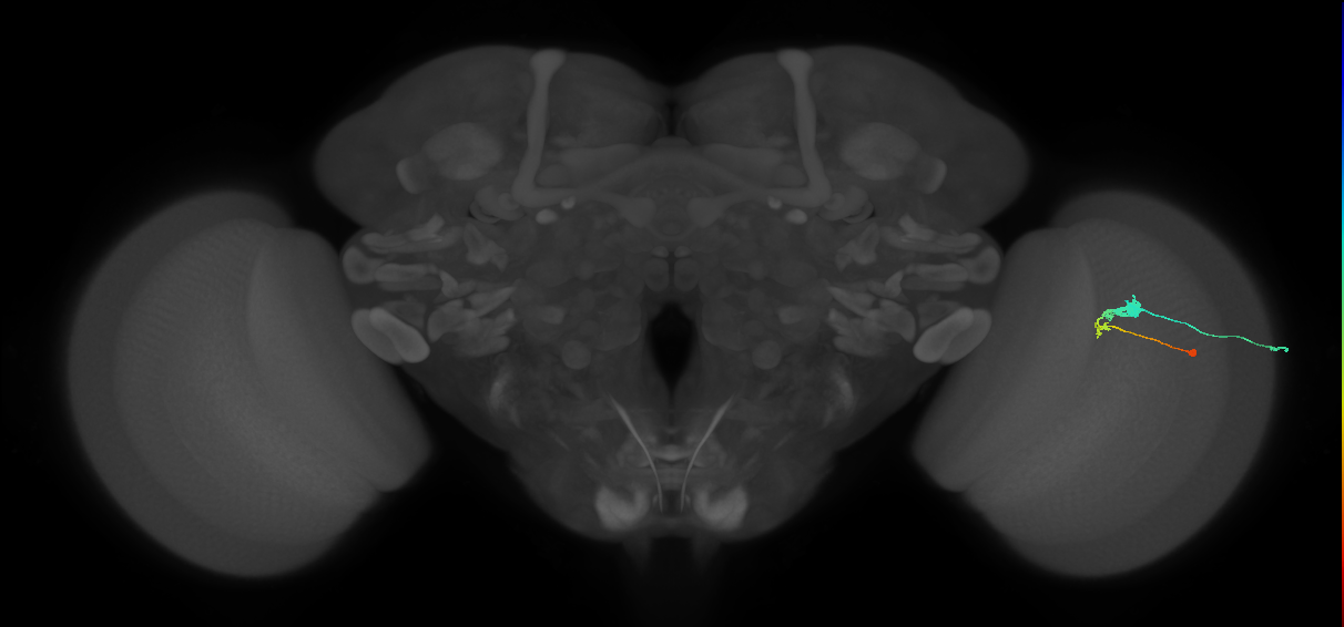 C3_R (MaleCNS:56687)