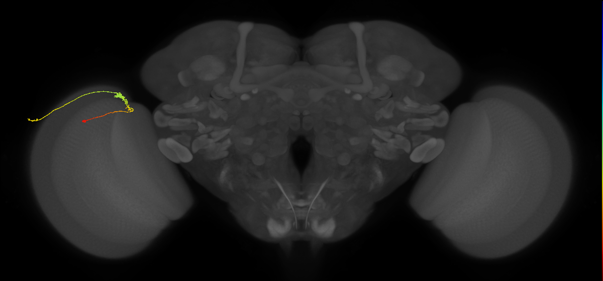 C3_L (MaleCNS:88515)