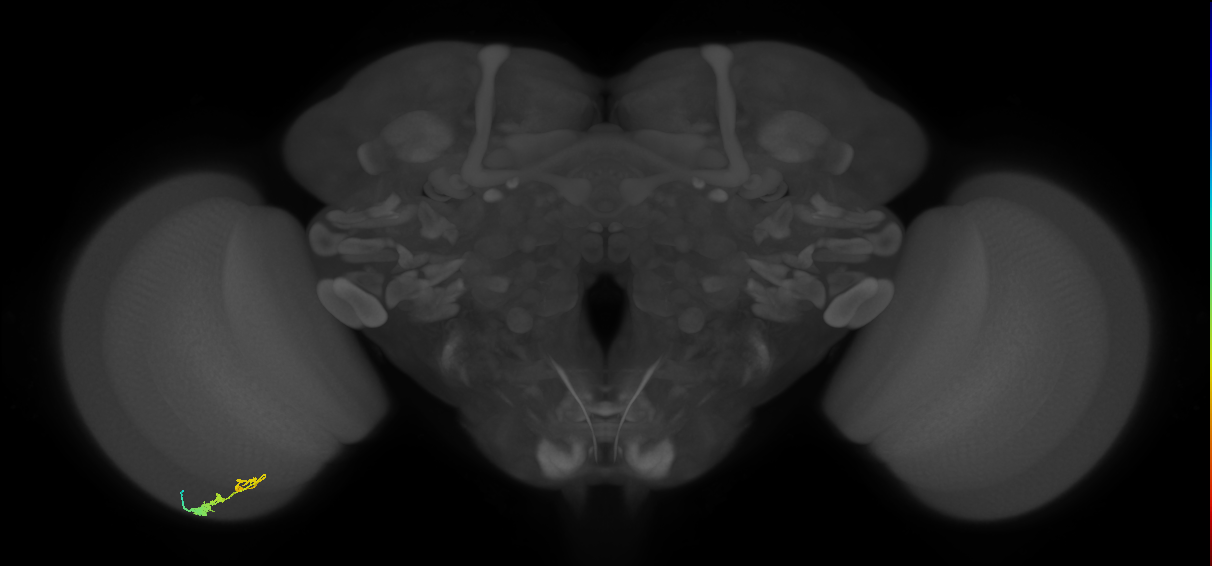 C3_L (MaleCNS:71824)