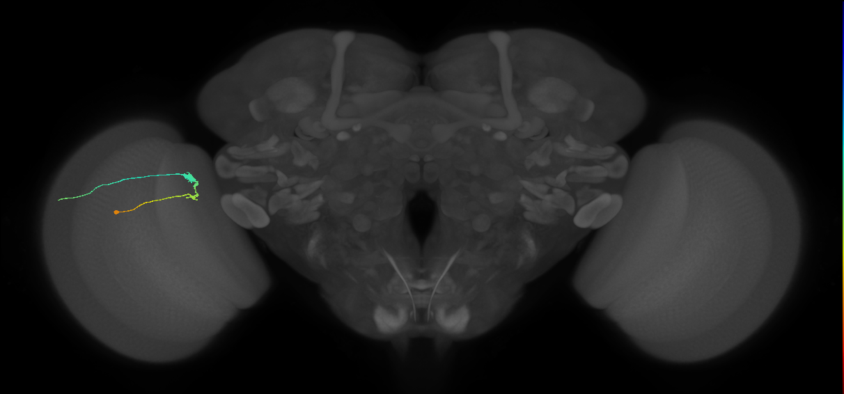 C3_L (MaleCNS:97757)