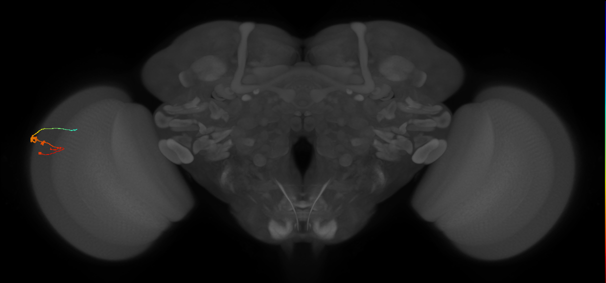 C3_L (MaleCNS:74007)