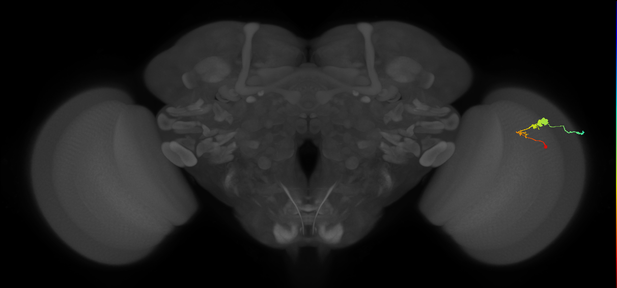 C3_R (MaleCNS:57111)