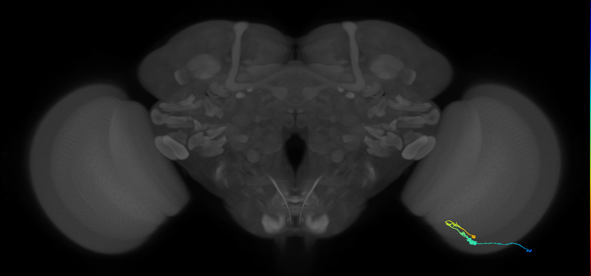 C3_R (MaleCNS:66867)