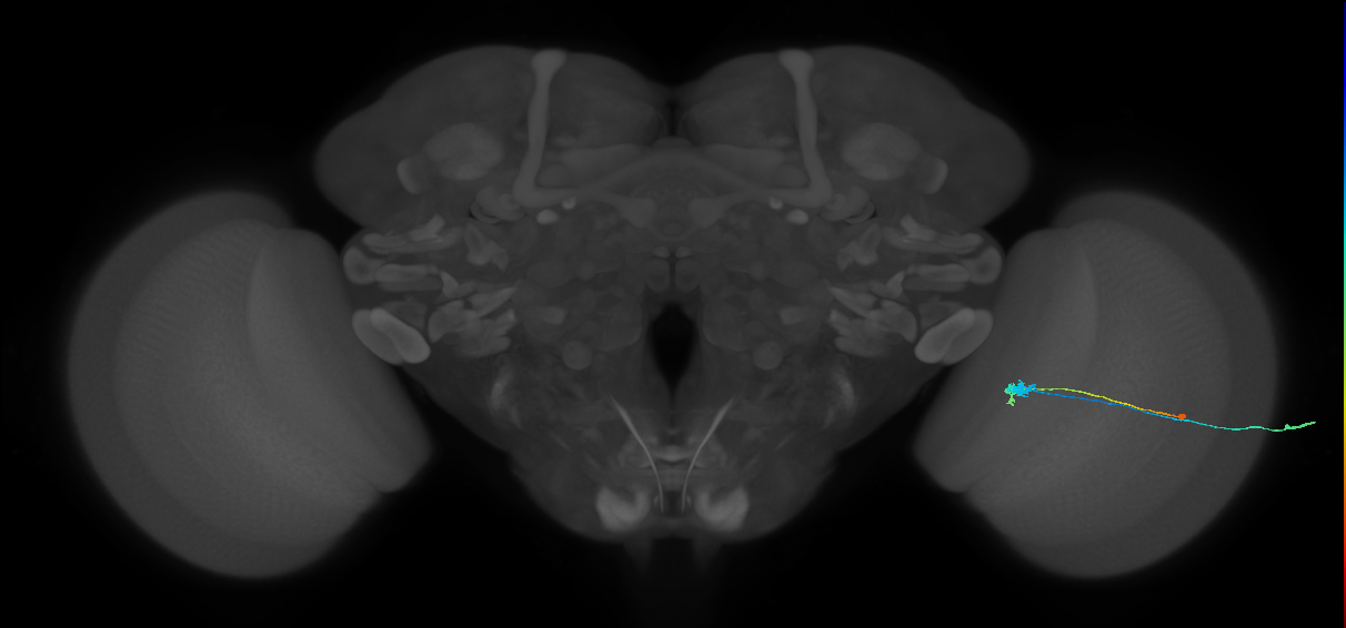 C3_R (MaleCNS:73474)