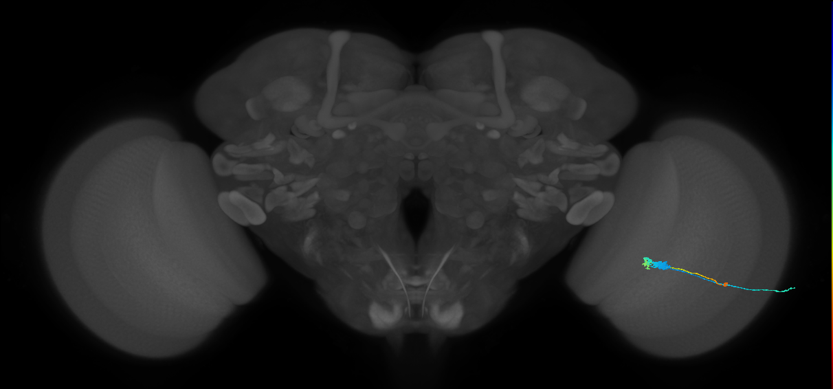 C3_R (MaleCNS:63038)