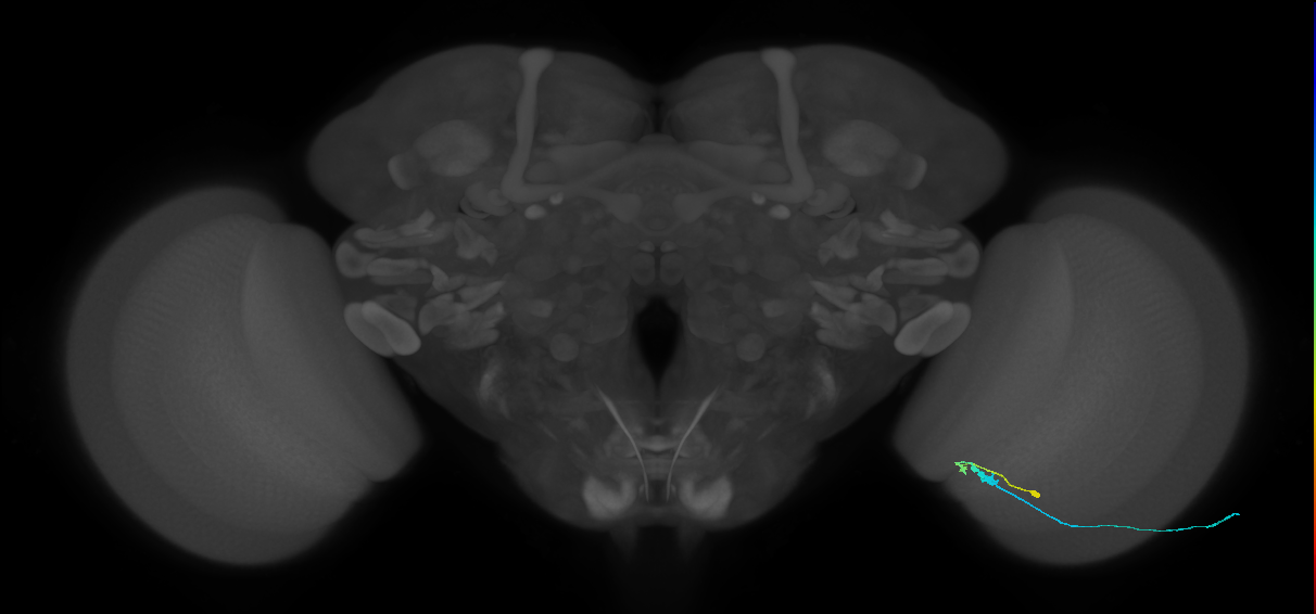 C3_R (MaleCNS:94905)