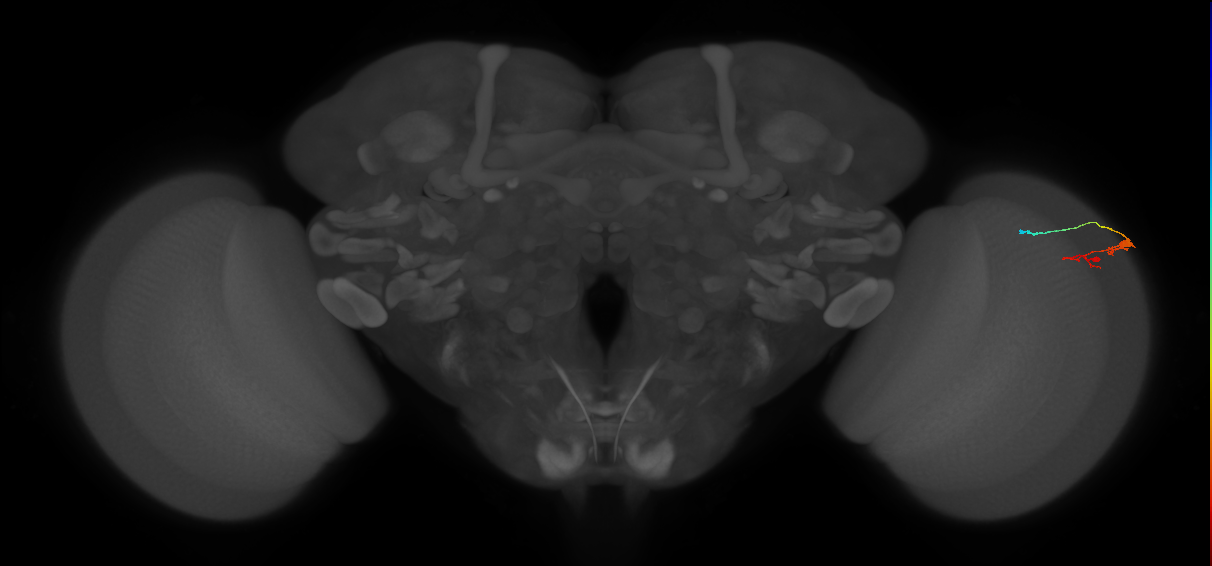 C3_R (MaleCNS:80720)