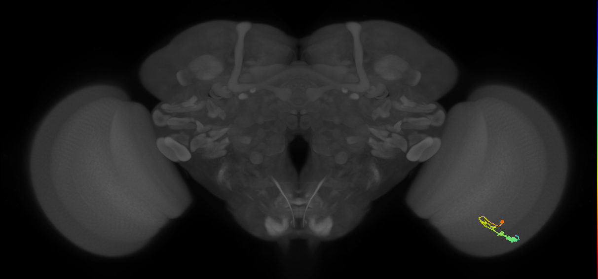 C3_R (MaleCNS:51881)