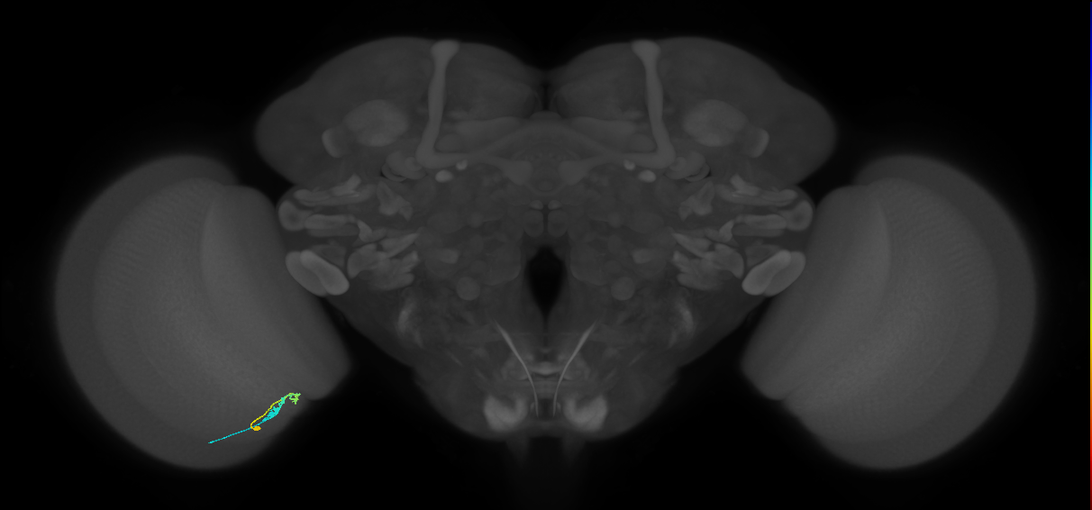 C3_L (MaleCNS:46897)