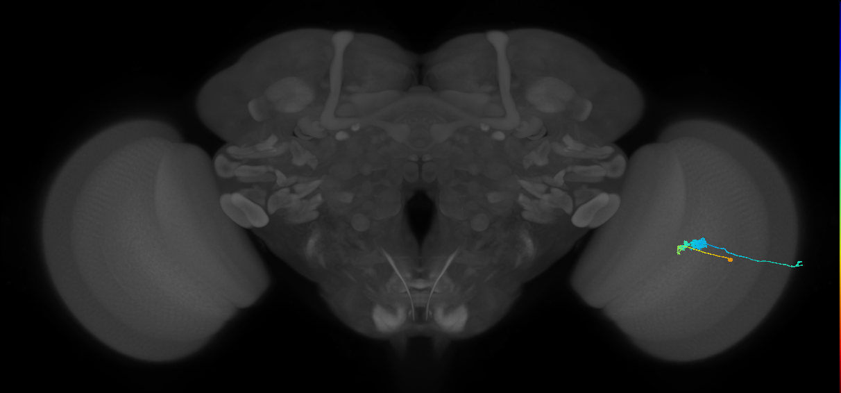 C3_R (MaleCNS:55044)